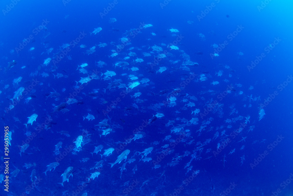 Fototapeta premium パラオ_ペリリュー_スキューバダイビング