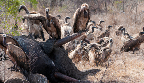 cape vulture, South Africa, eating elephant carcass, death, decay, feeding