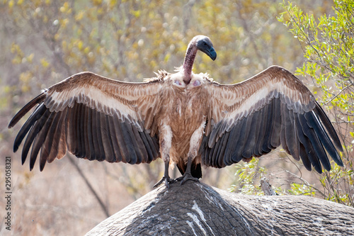 cape vulture, South Africa, eating elephant carcass, death, decay, feeding photo