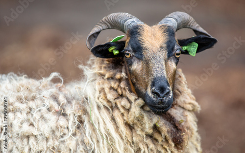 Drenth Heath Sheep photo