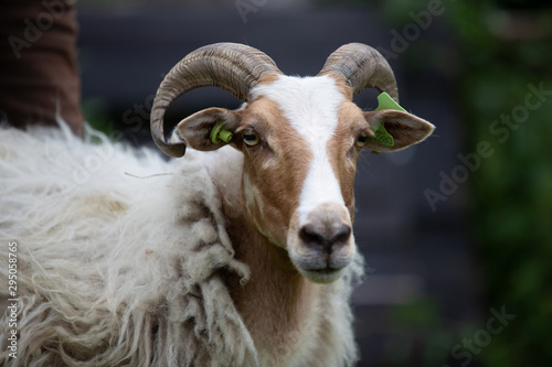 Drenth Heath Sheep