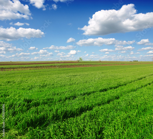 Wheat field against a blue sky