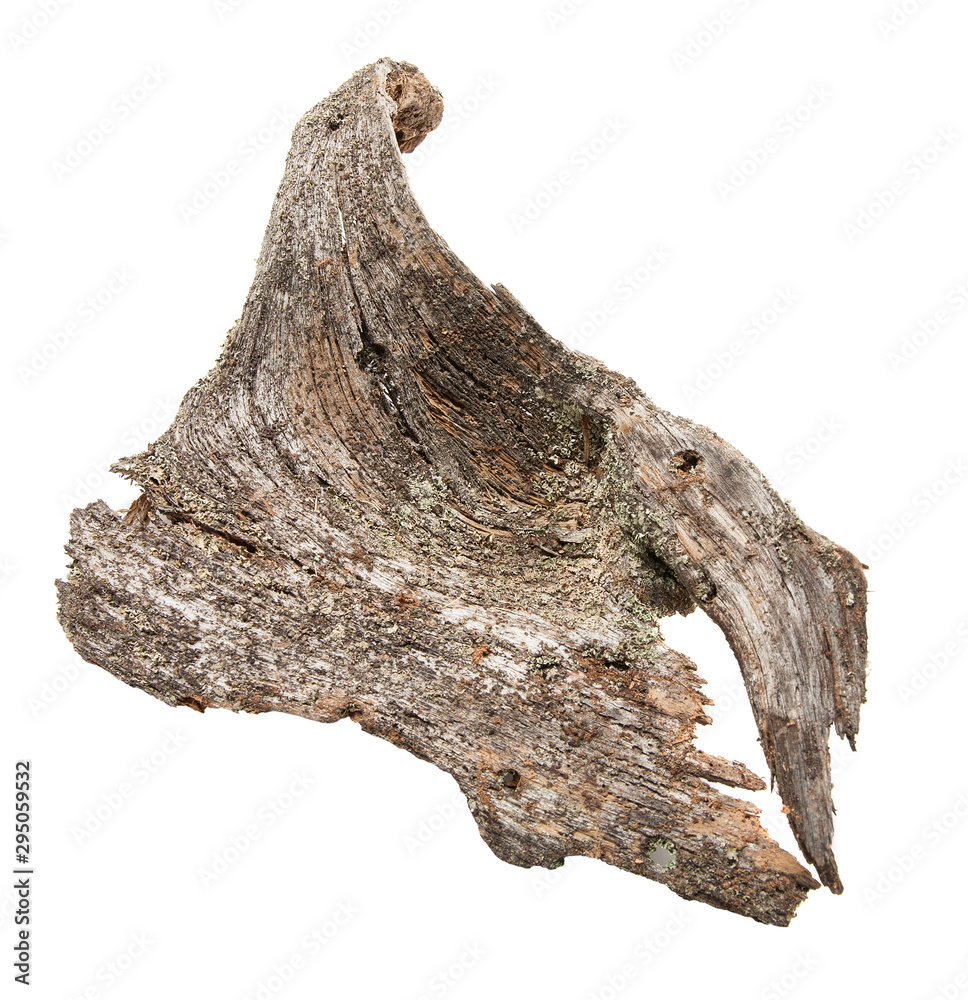 Obraz premium isolated natural weathered pine root 