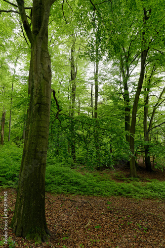 Fototapeta Naklejka Na Ścianę i Meble -  Rotbuchenwald mit Naturverjüngung