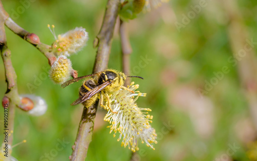 Common wasp (Vespula vulgaris) on Willow © Erik van den Ham