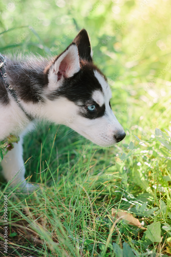 Beautiful little husky dog - symbol of 2018 Beautiful little husky dog - symbol of 2018