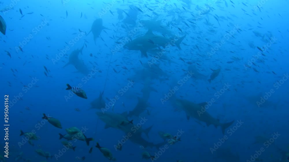 Bull Shark, Carcharhinus leucas feeding in Pacific harbour Fiji Bull Shark, Carcharhinus leucas feeding in Pacific harbour Fiji