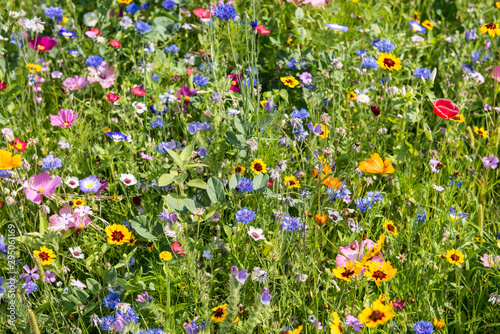 Fototapeta Naklejka Na Ścianę i Meble -  colorful rich flowering meadow in the alps in summer