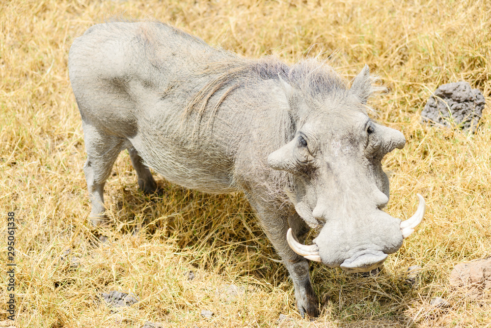 Fototapeta premium Happy Warthog