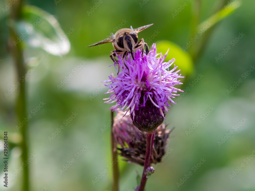 flower, bee, insect, nature, thistle, macro, plant, purple flower, bee, insect, nature, thistle, macro, plant, purple