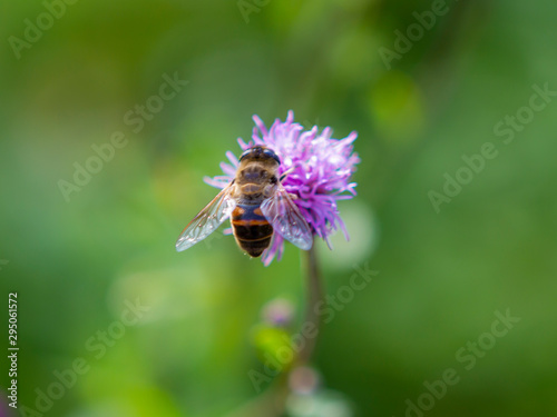 flower, bee, insect, nature, thistle, macro, plant, purple © Maksim