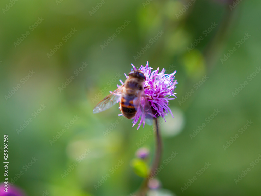 flower, bee, insect, nature, thistle, macro, plant, purple flower, bee, insect, nature, thistle, macro, plant, purple