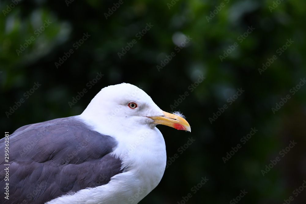seagulls in the natural environment by the sea seagulls in the natural environment by the sea