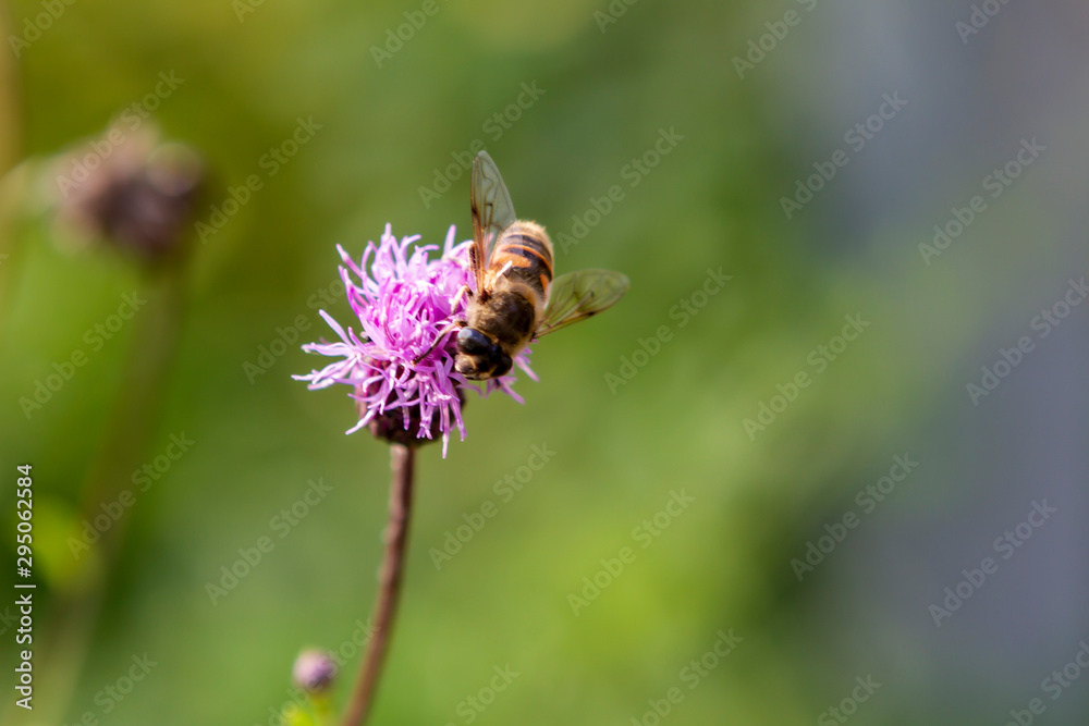 flower, bee, insect, nature, thistle, macro, plant, purple flower, bee, insect, nature, thistle, macro, plant, purple