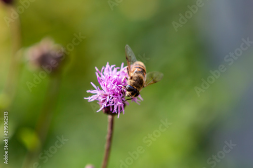 flower, bee, insect, nature, thistle, macro, plant, purple © Maksim