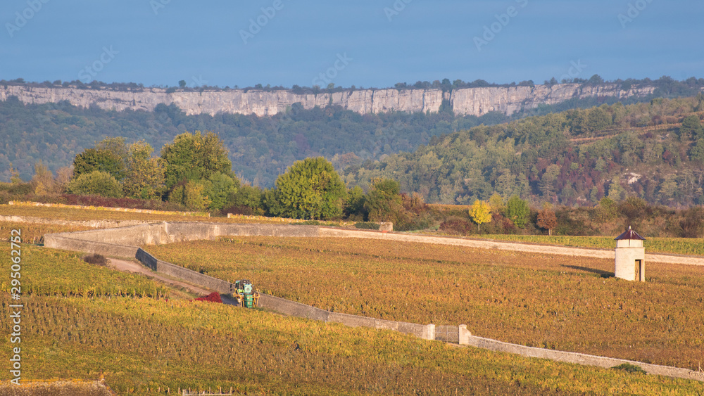 Paysage des falaises de Saint Romain et des vignes de Meursault en automne. Le vignoble de la Côte-d'Or en automne. Des vignes automnales.