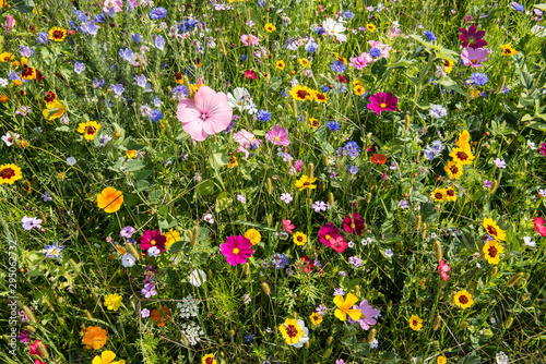 Fototapeta Naklejka Na Ścianę i Meble -  colorful rich flowering meadow in the alps in summer