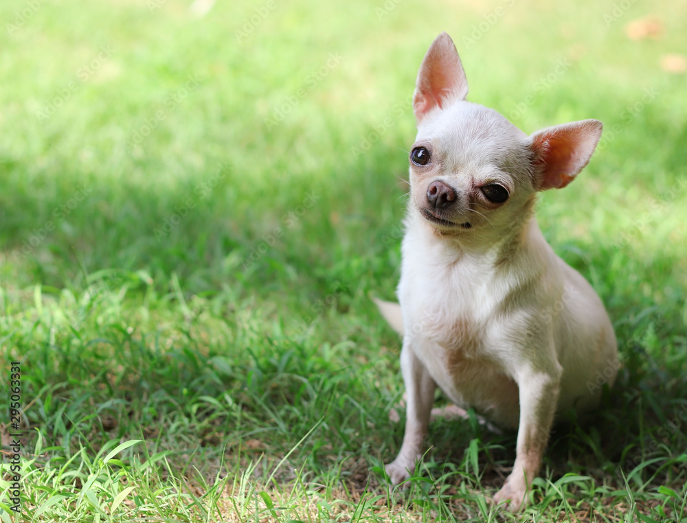 Portrait of white short hair chihuahua dog sitting in the green grass and smiling. copy space.