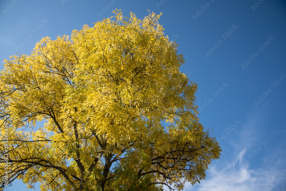 arbre automnal