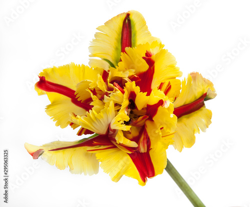 Tableau sur toile yellow and red parrot tulip isolated on white background