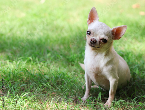 Portrait of white short hair chihuahua dog sitting in the green grass and smiling. copy space.