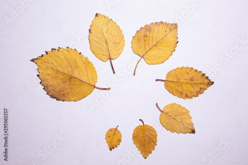 Yellow autumn leaves laid out in a circle on a white background. From big to smaller. Isolated. There is a place for text. Free space.