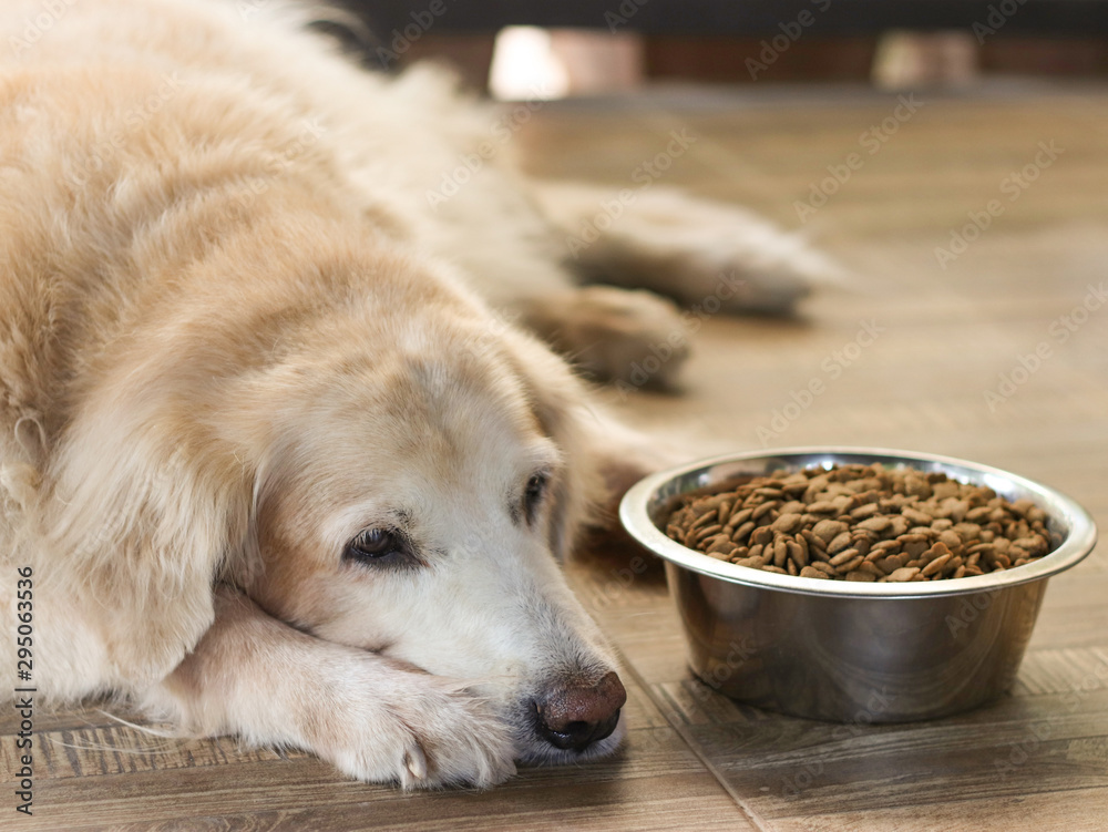 Sad golden retriever dog get bored of food. - obrazy, fototapety, plakaty 