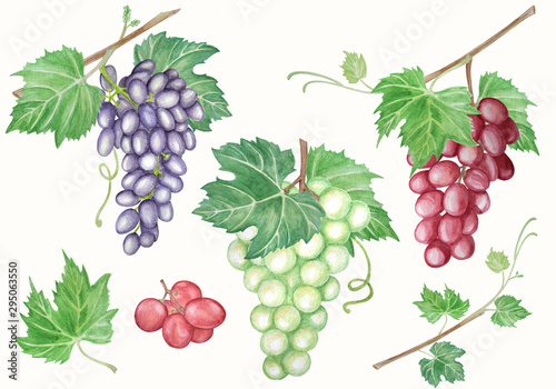 Watercolor set of bunches grapes.