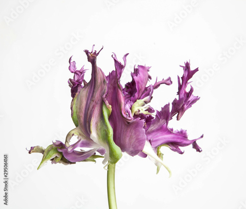 violet rococo tulip isolated on white background