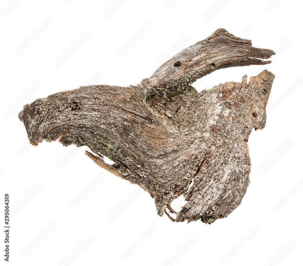 isolated natural weathered pine root isolated natural weathered pine root