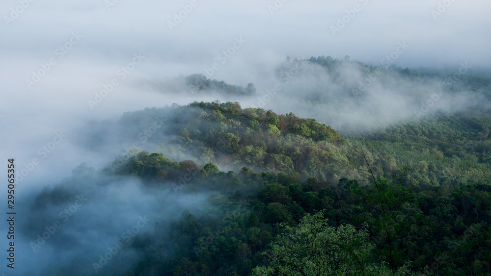 Rainforest on the peak of a mountain covered with fog.