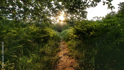 Sendero entre helechos con el sol de frente