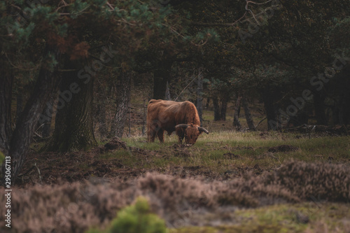 Animals in the woods of National parc de Hoge Veluwe in the Netherlands, Wildlife © Merel