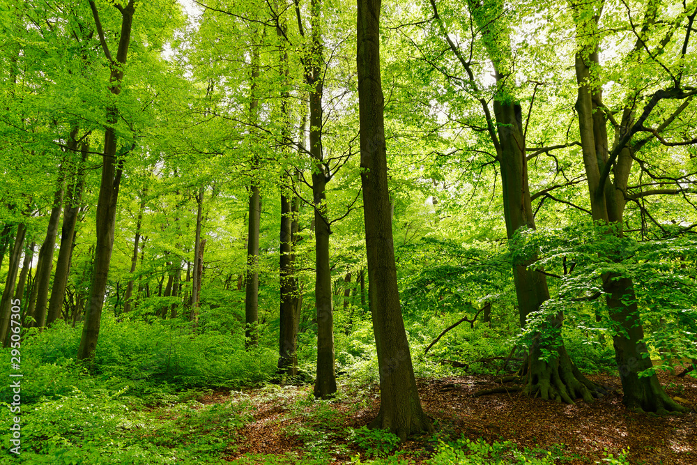 Obraz premium Rotbuchenwald mit Naturverjüngung