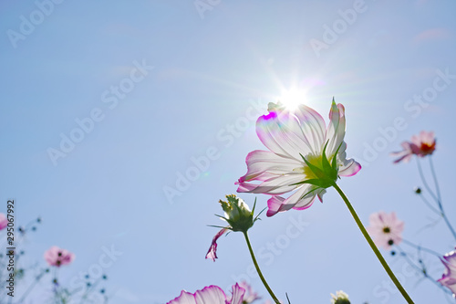 逆光の淡い青空とピンクのコスモスの花