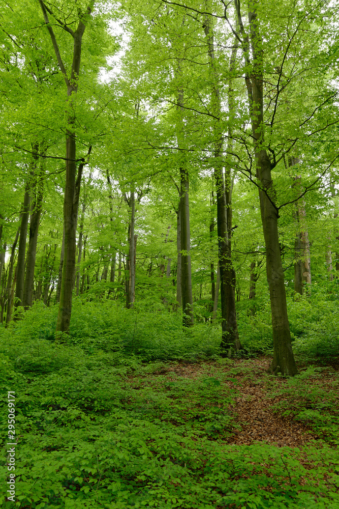 Fototapeta premium Rotbuchenwald mit Naturverjüngung