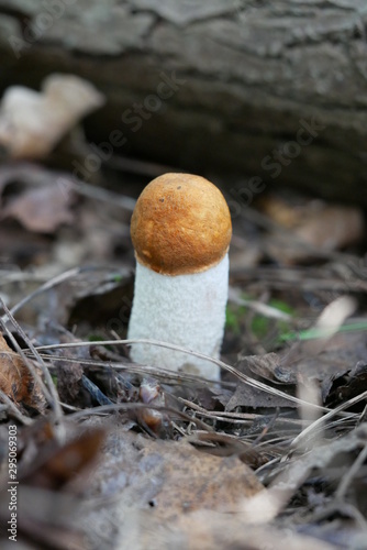 Pilz Weißstielige Rotkappe (Leccinum leucopodium,[1] syn. L. albostipitatum, L. aurantiacum ss. auct. plur., L. rufum) bei Zug photo