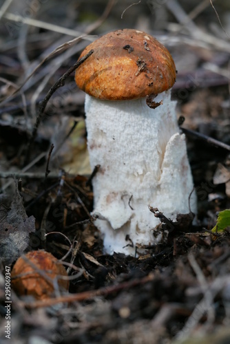 Pilz Weißstielige Rotkappe (Leccinum leucopodium,[1] syn. L. albostipitatum, L. aurantiacum ss. auct. plur., L. rufum) bei Zug