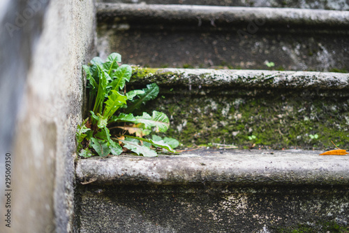 Mauvaise herbe dans un escalier ancien