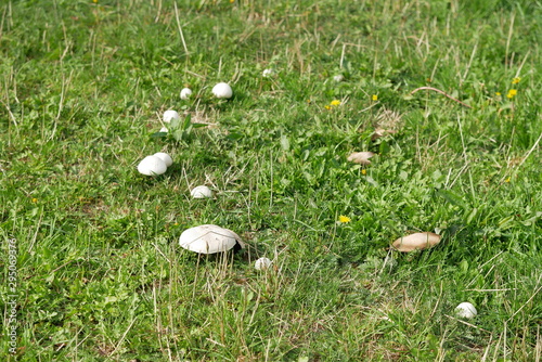 Wiesenchampignon Agaricus campestris bei Zug photo