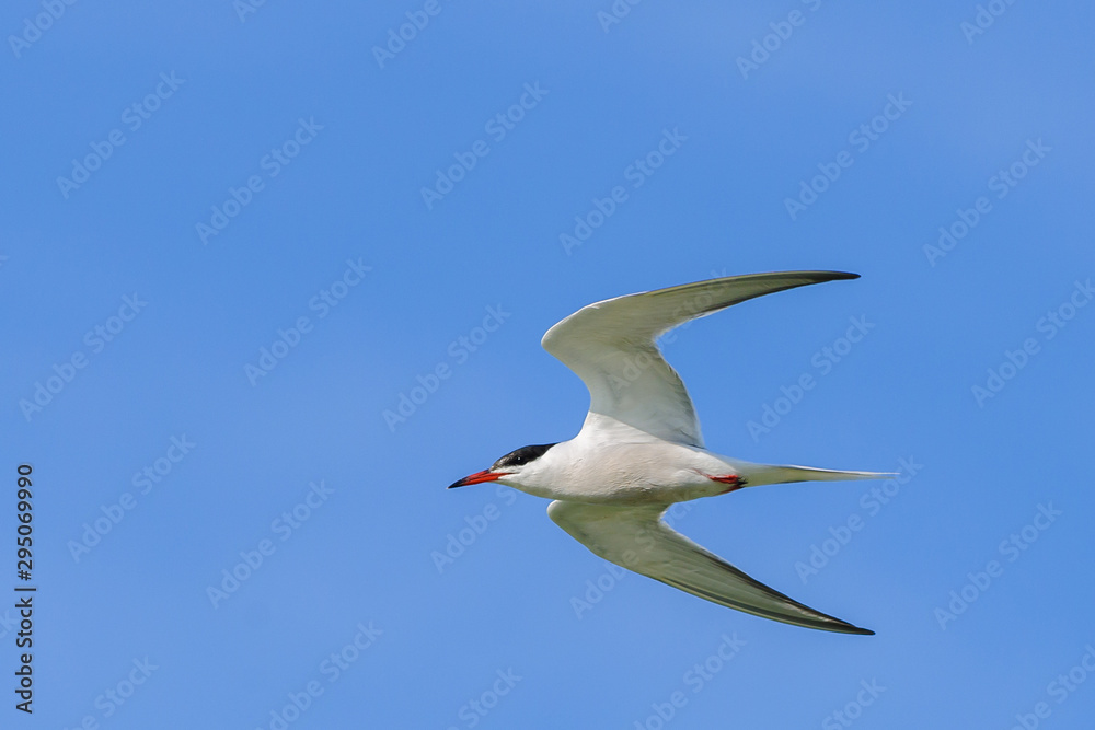 Obraz premium Common Tern Sterna hirundo flying in the blue sky with spread wings .