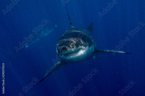 Great White shark ready to attack from deep blue