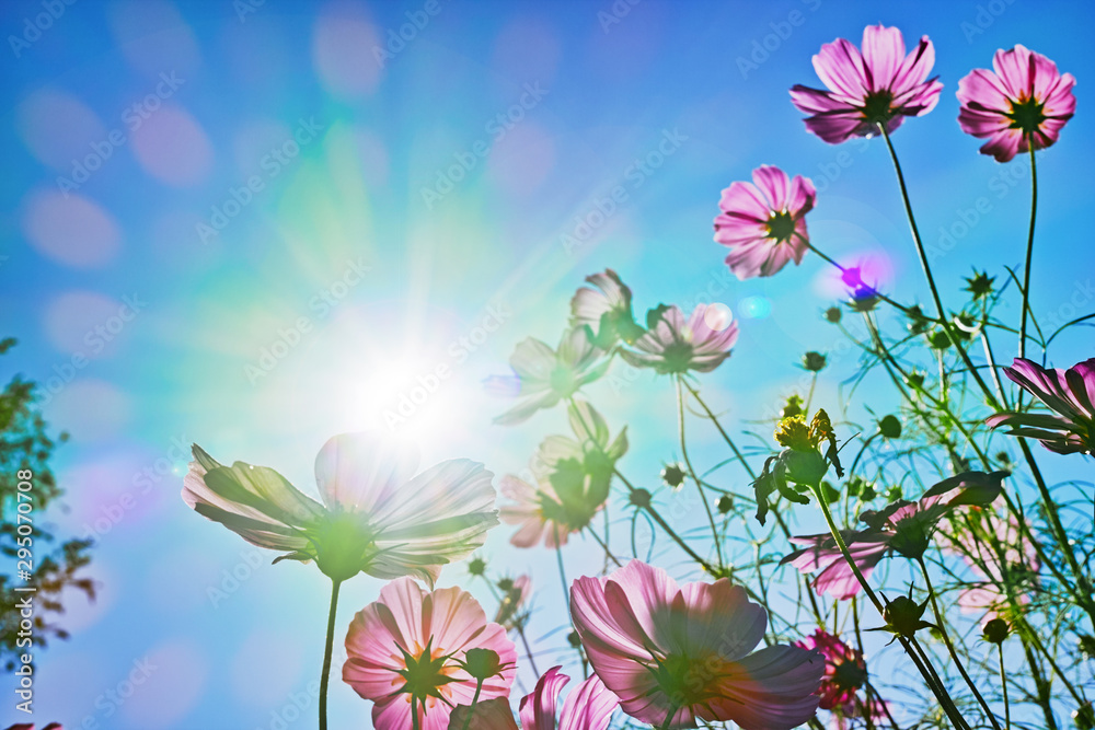 レンズフレアやゴーストを取り込んだ逆光の青空とマゼンタのコスモスの花 Stock 写真 Adobe Stock
