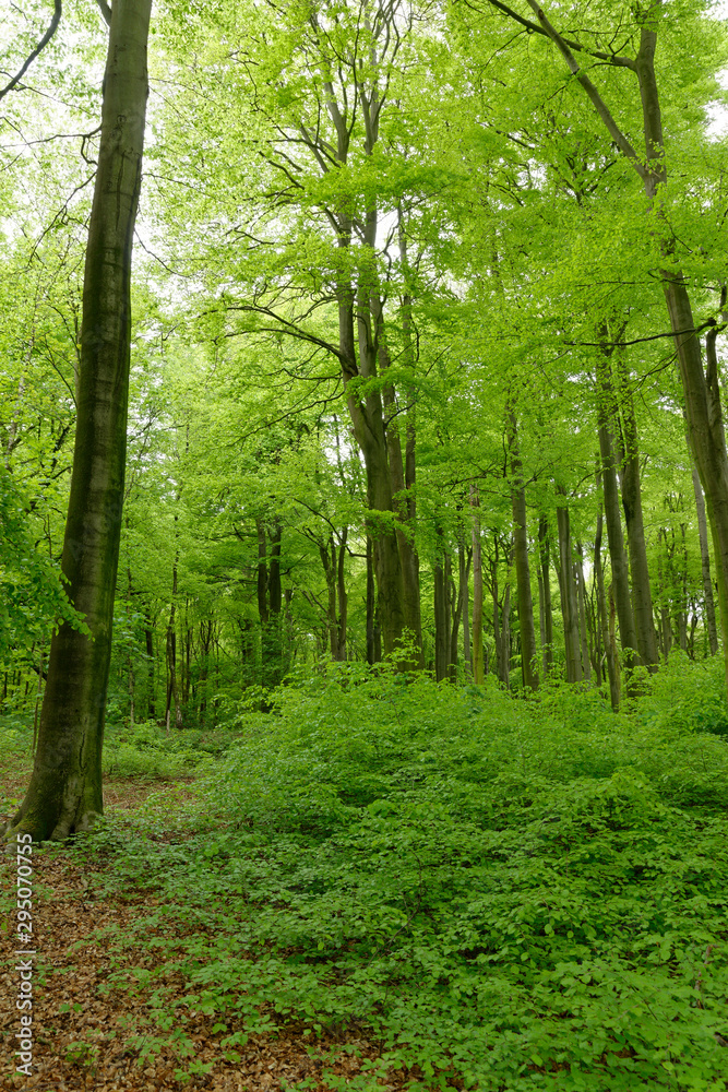 Rotbuchenwald mit Naturverjüngung Rotbuchenwald mit Naturverjüngung