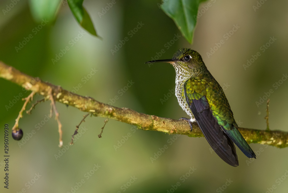 Fototapeta premium Many-spotted Hummingbird - Leucippus hypostictus, green spotted hummingbird from Andean slopes of South America, Wild Sumaco, Ecuador.