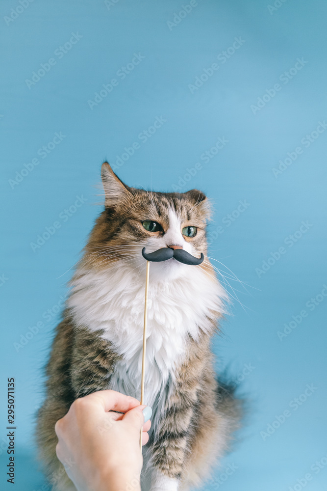 Cat and fancy dress retro mustache. A cute cat is sitting on a blue background in a mask with a mustache. Cute portrait Cat and fancy dress retro mustache. A cute cat is sitting on a blue background in a mask with a mustache. Cute portrait