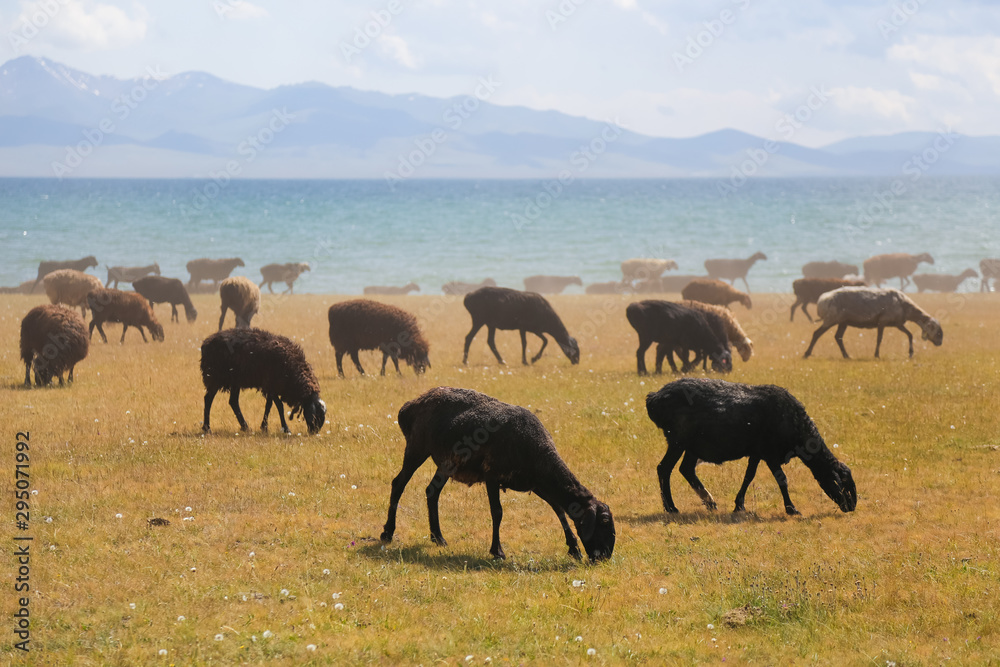 Sheep on pasture near Song kol in Kyrgyzstan