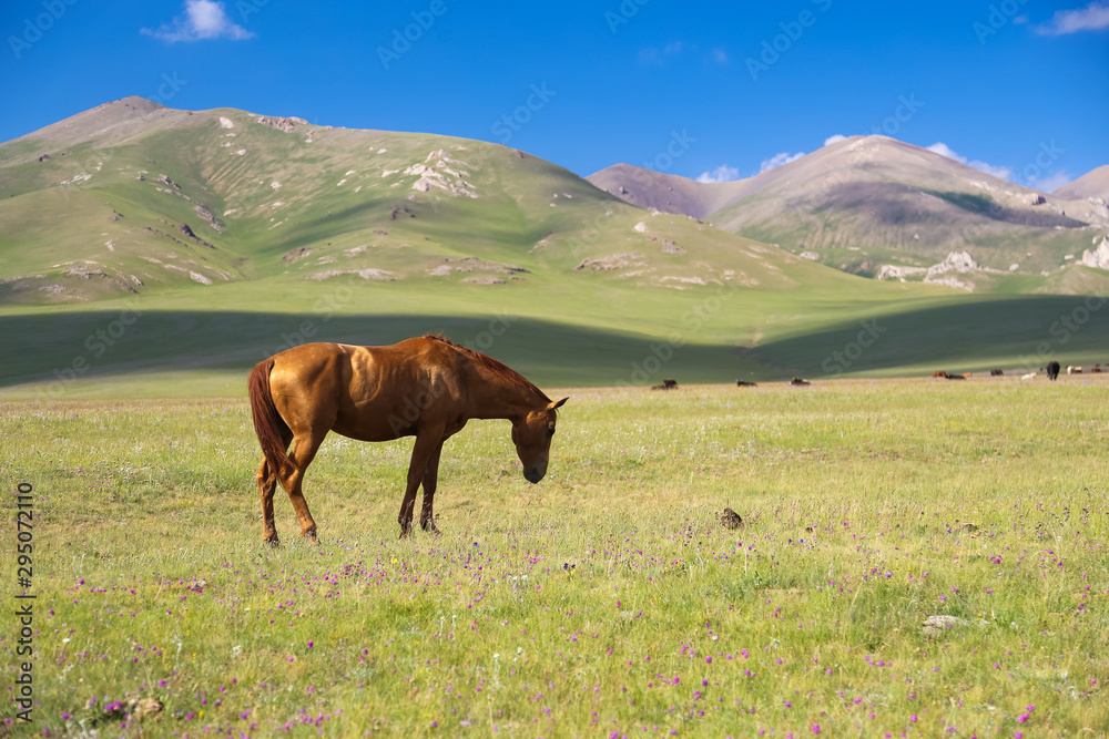 Horse on pasture near Song kol in Kyrgyzstan