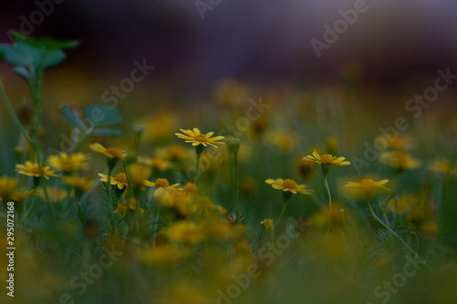 tiny yellow flowers on ground