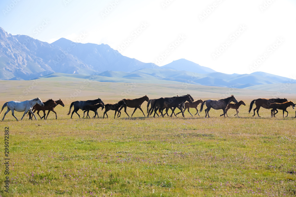 Horses on pasture near Song kol in Kyrgyzstan Horses on pasture near Song kol in Kyrgyzstan